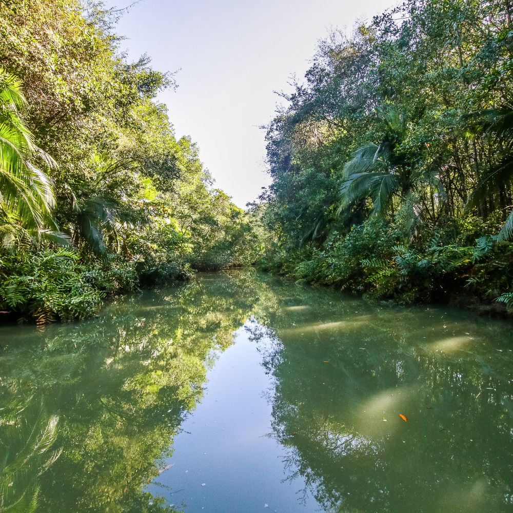 Isla Damas Mangrove Tour