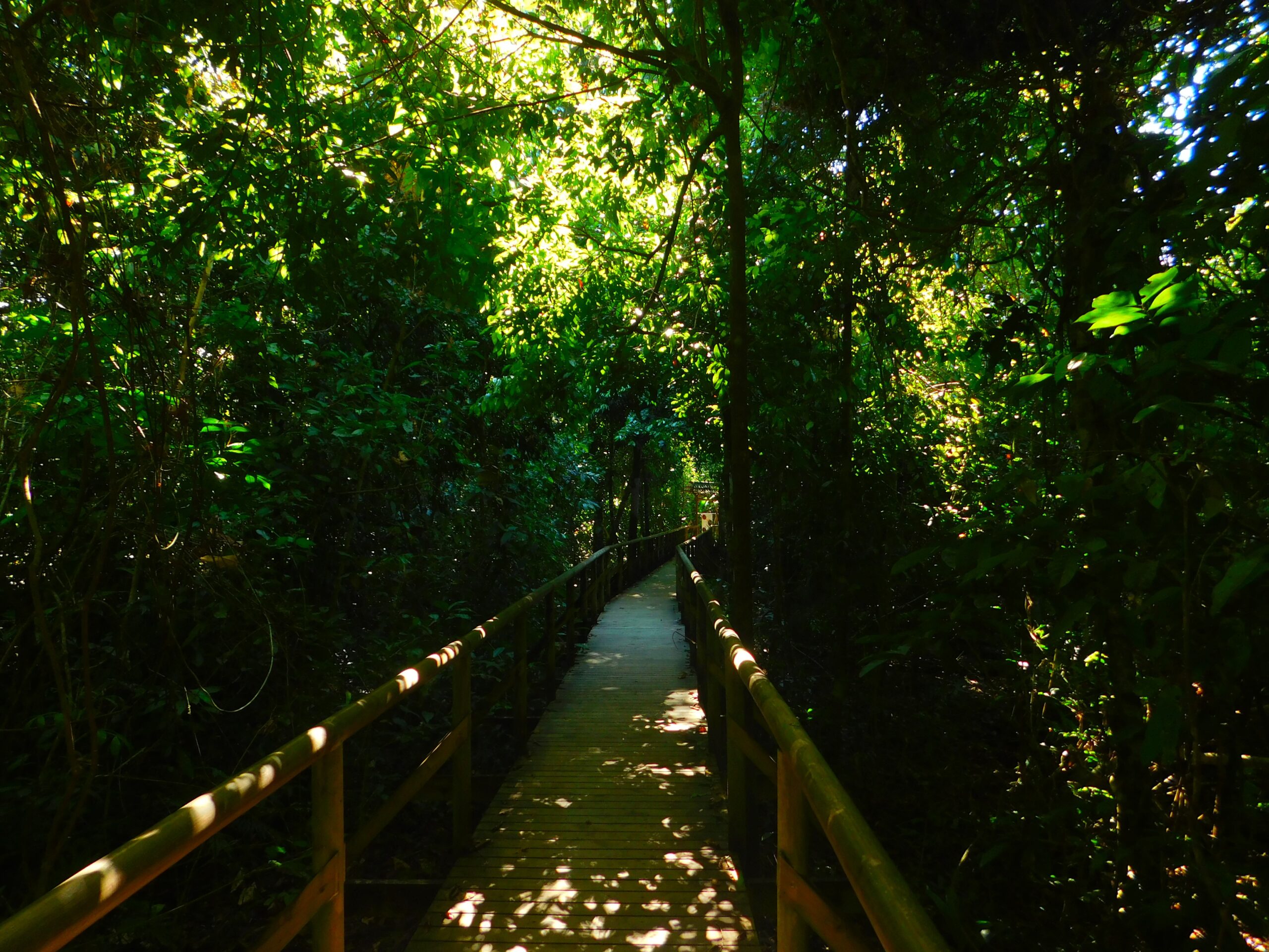 A jungle safari from Manuel Antonio