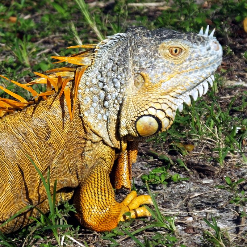 Green Iguana | Damas Island Mangrove Tour