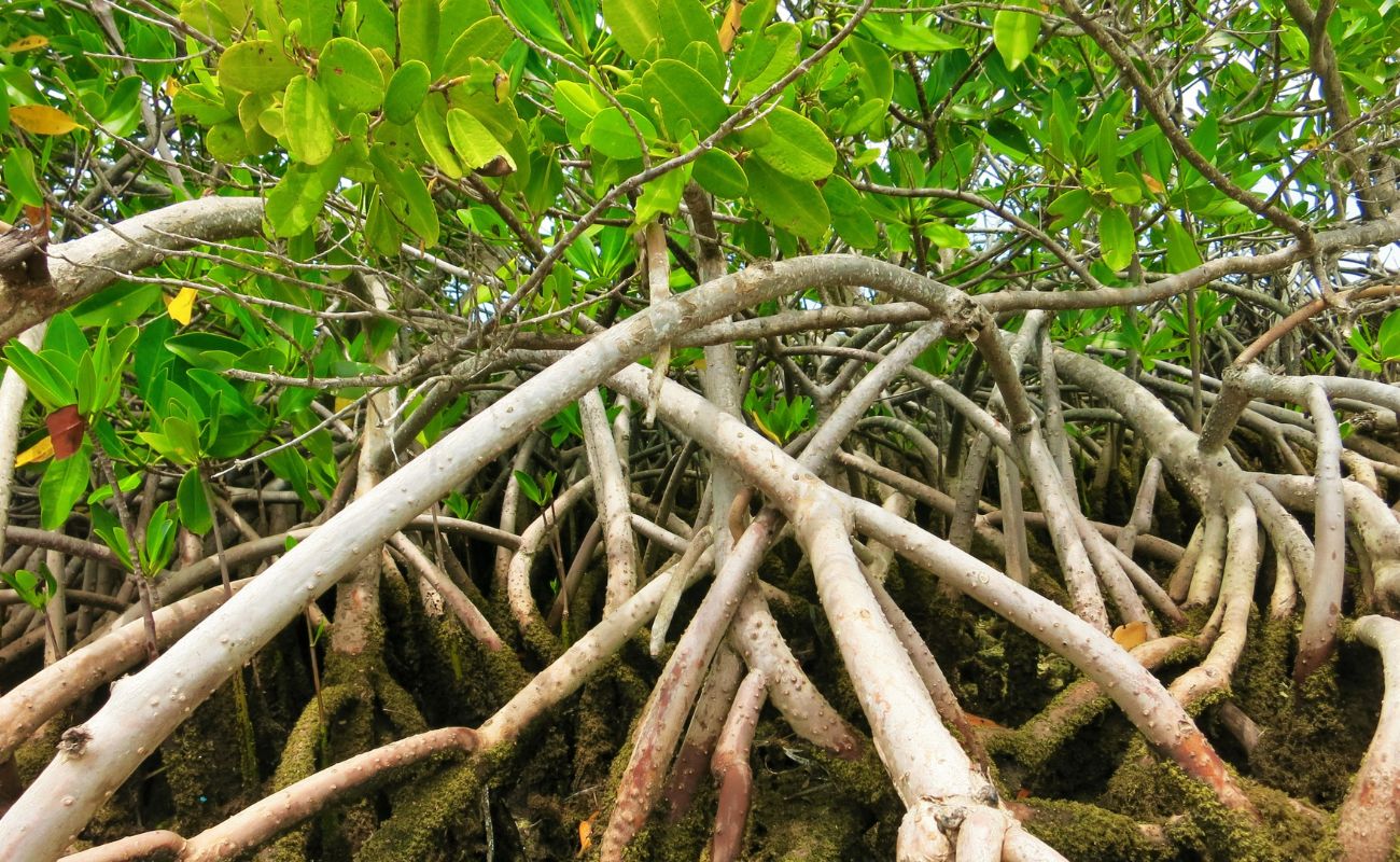 Damas Island Mangrove Tour