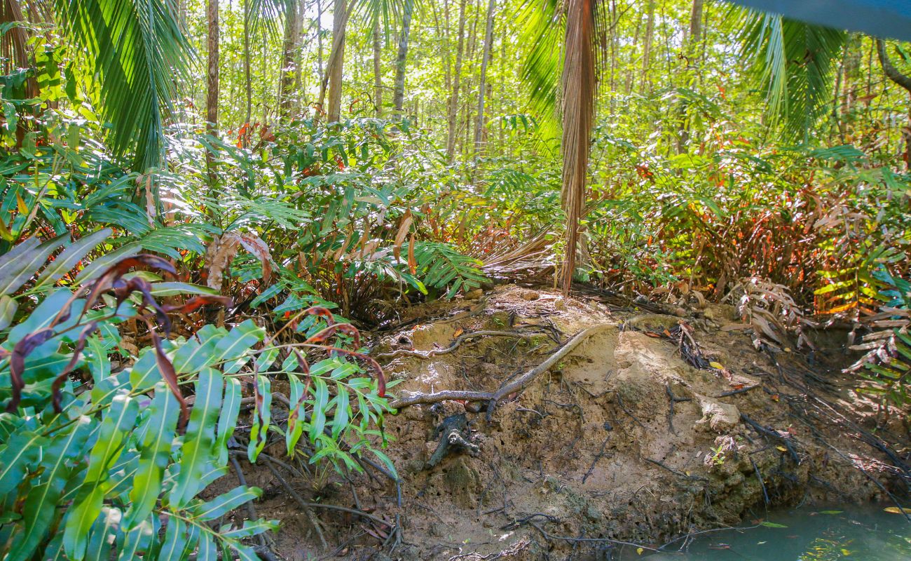 Damas Island Mangrove Tour