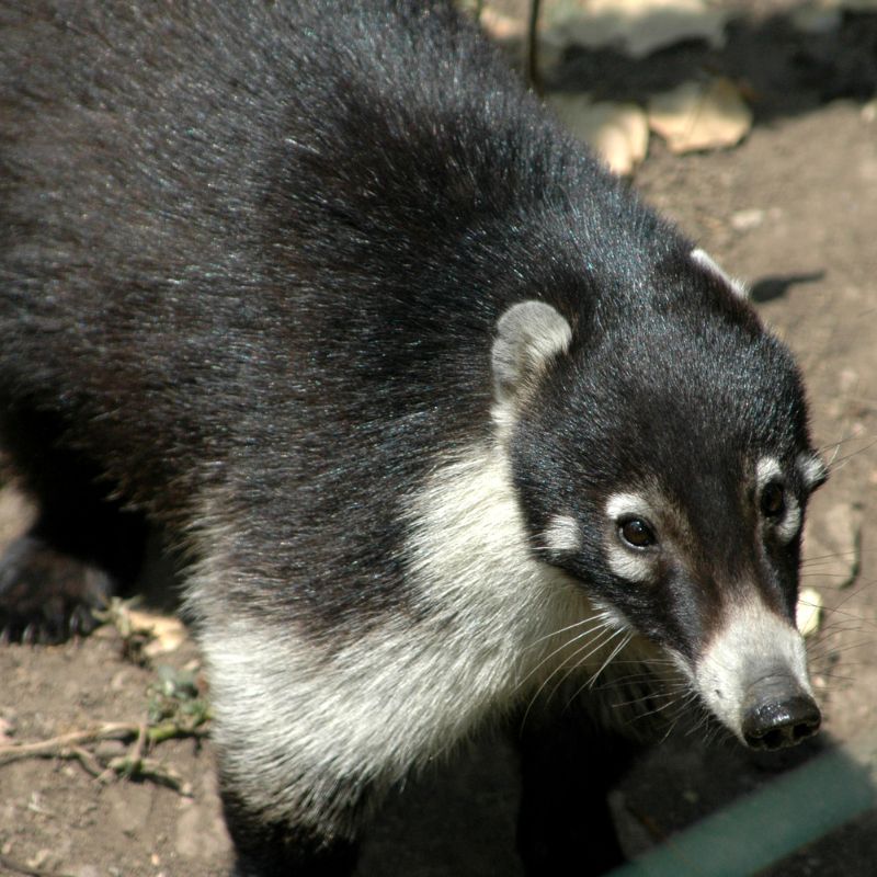 White Nosed Coatimundi | Animals you can see in Manuel Antonio