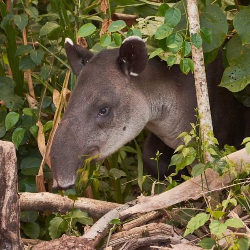 Tapir in a Jungle Safari in Manuel Antonio