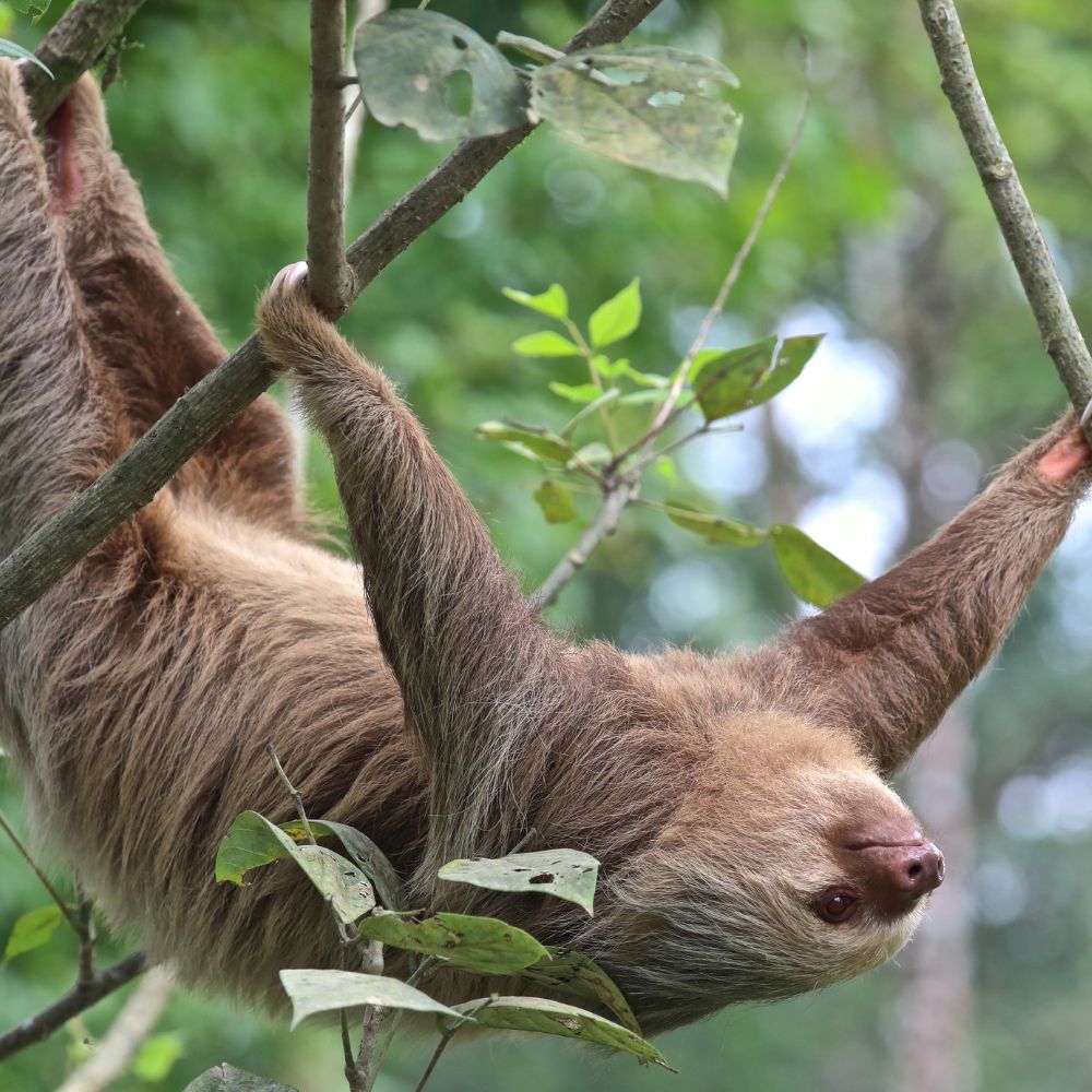 Wildlife Spotting in Manuel Antonio