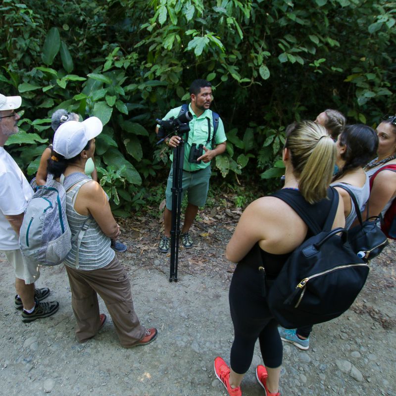 A guided jungle safari in Manuel Antonio