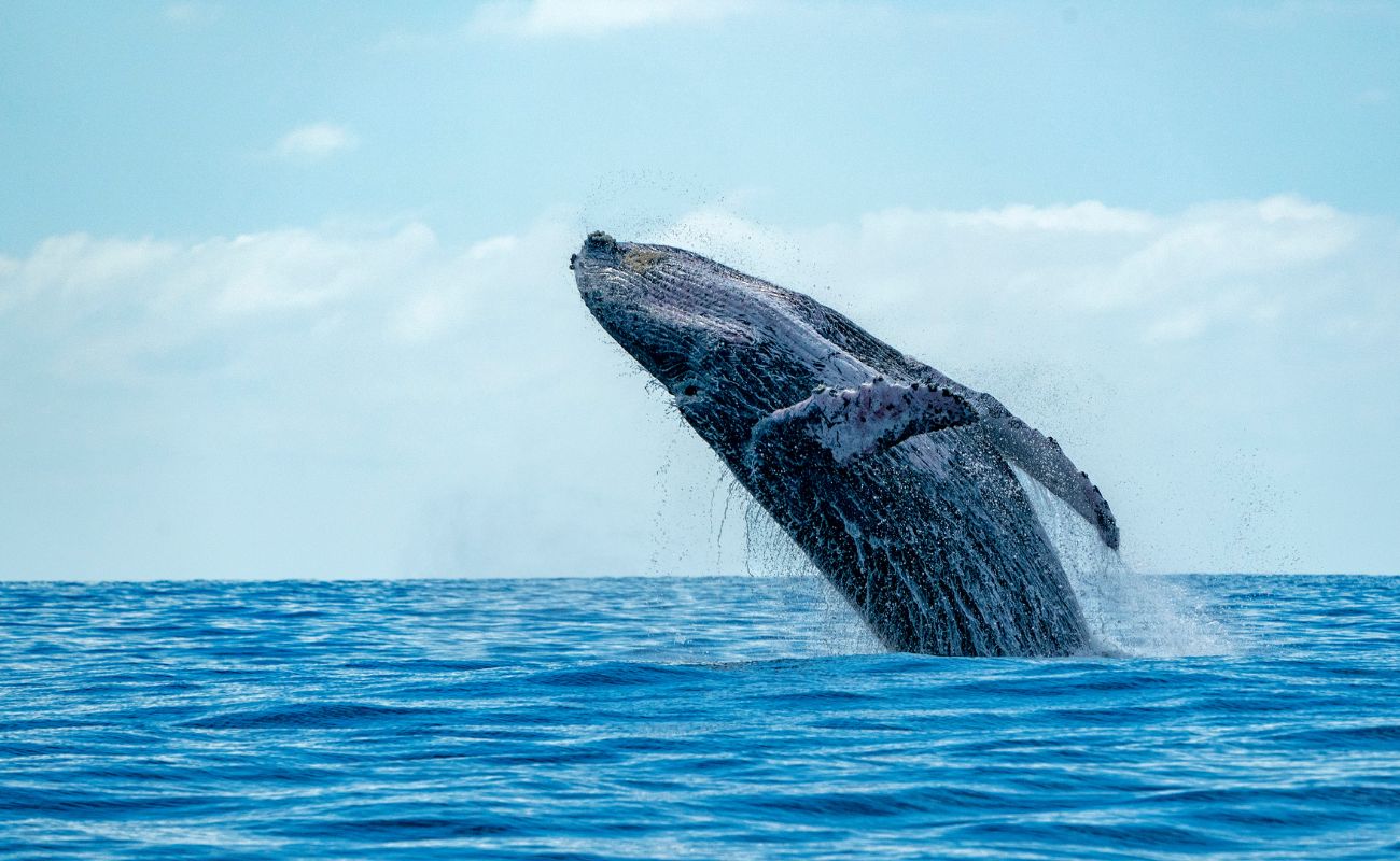 Whale Season In Costa Rica