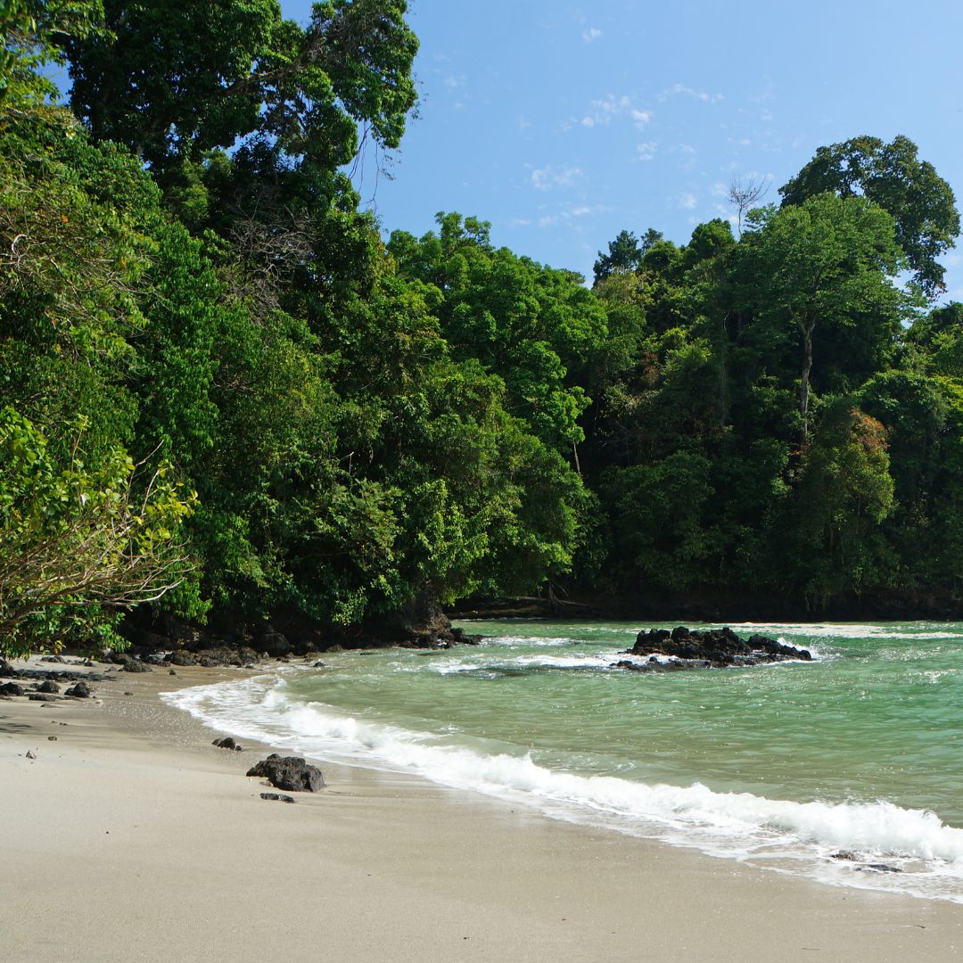 Unveiling the Reptiles of Manuel Antonio and Quepos, Costa Rica