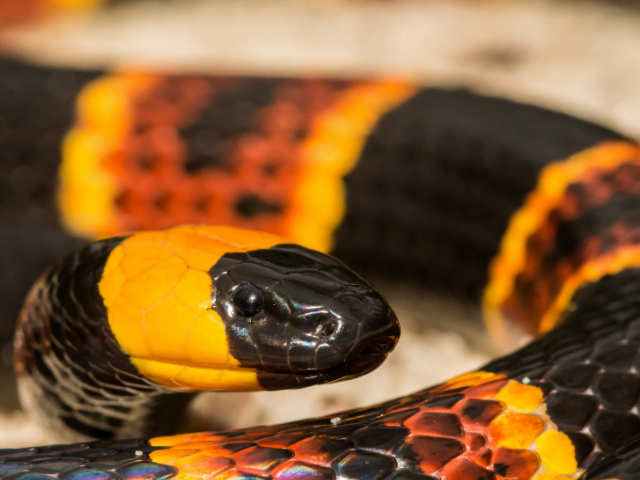 snakes in manuel antonio