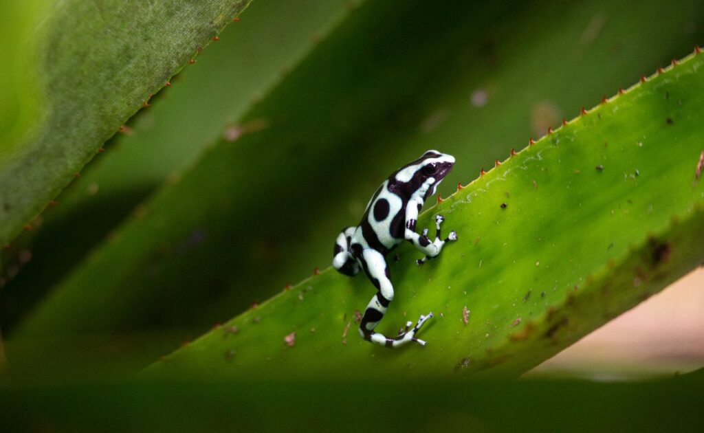 Frogs in Manuel Antonio