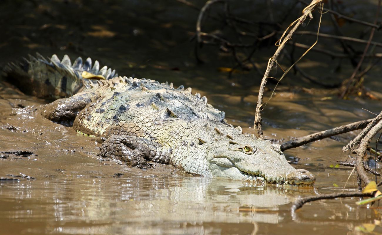 American Crocodile - Family boat tours in Manuel Antonio