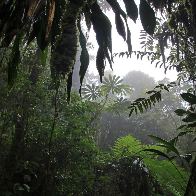 Rainforests Costa Rica Microclimate