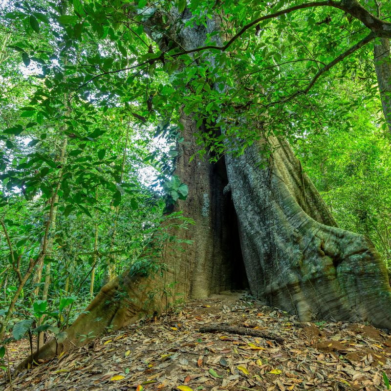 A huge tree may easily be our landmark