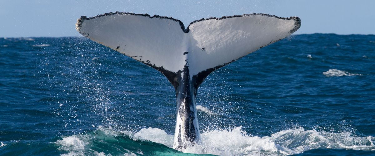 Whale Watching in Costa Rica