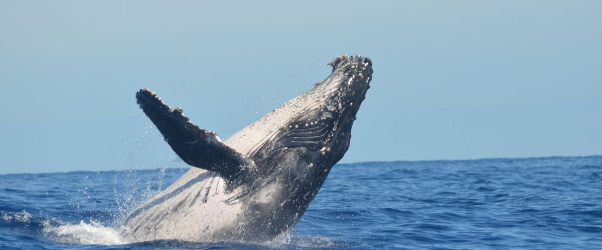 Whale Watching in Costa Rica