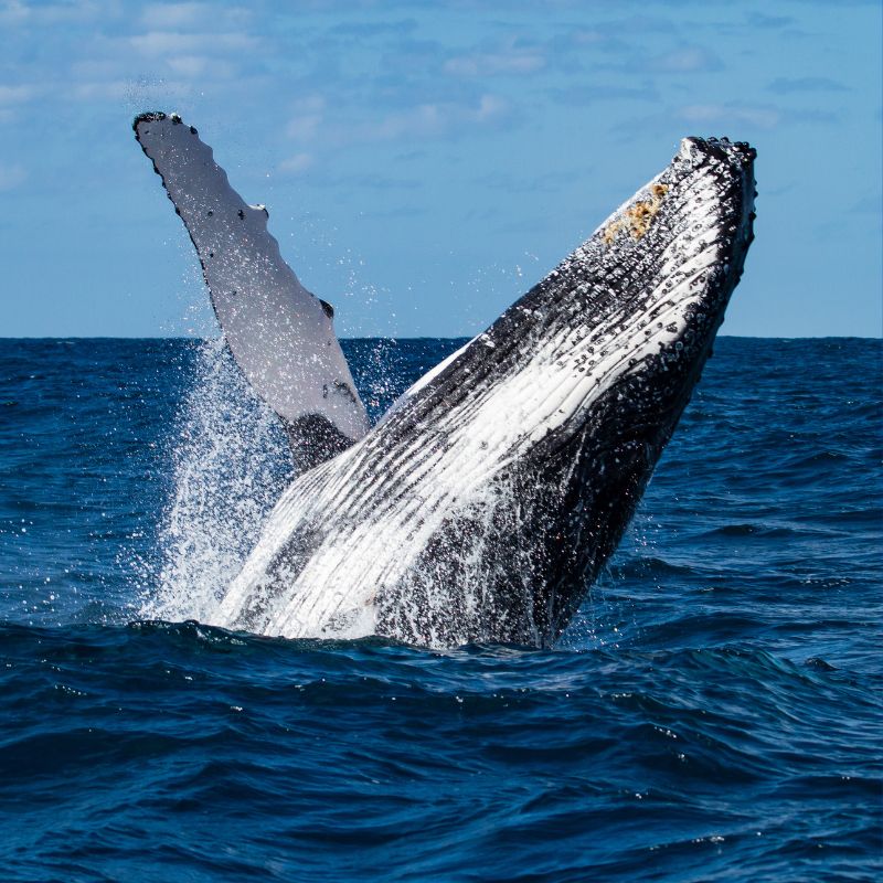 Whale Watching in Costa Rica