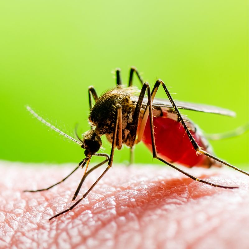 Mosquito on skin | Healthy Travel in Costa Rica