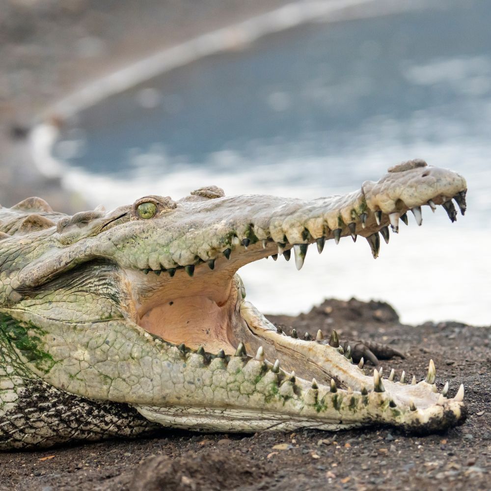 Crocodiles in Costa Rica | Epic Adventures Costa Rica