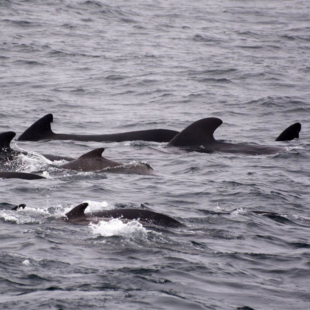 Pilot Whales in Costa Rica | Marine Life in Manuel Antonio
