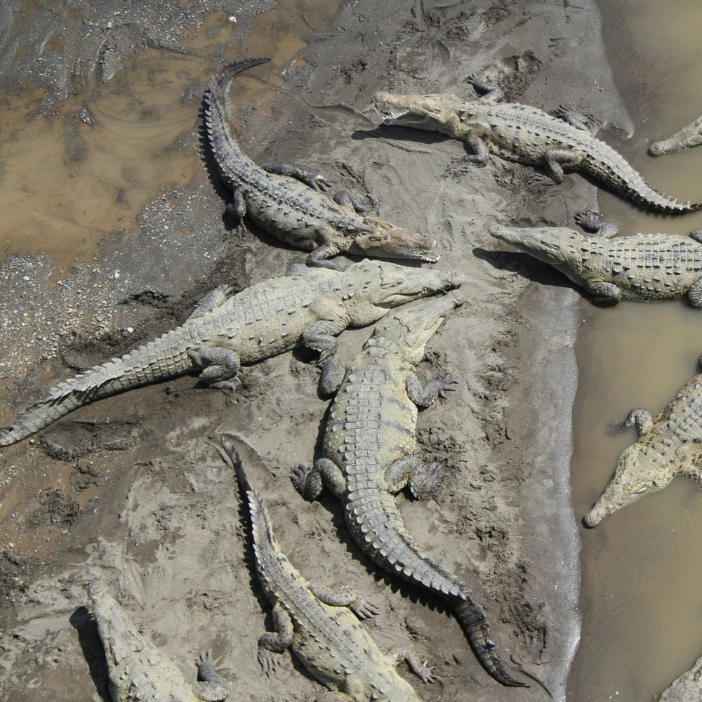 Crocodiles in Costa Rica | Epic Adventures Costa Rica