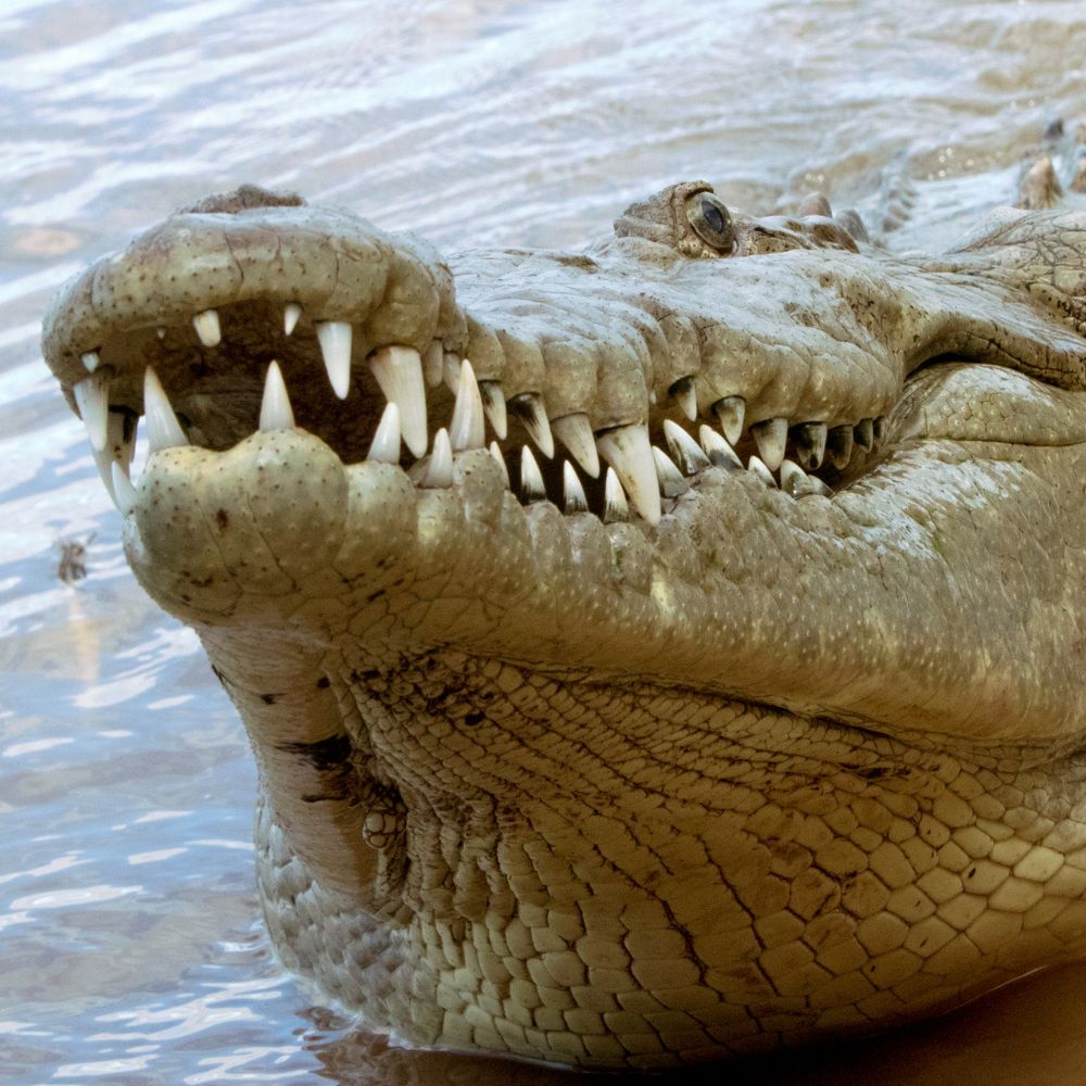 Crocodiles in Costa Rica | Epic Adventures Costa Rica