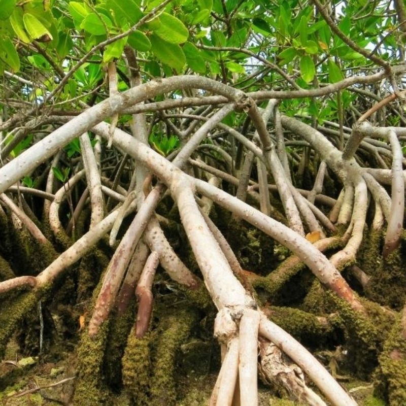Corcovado National Park 