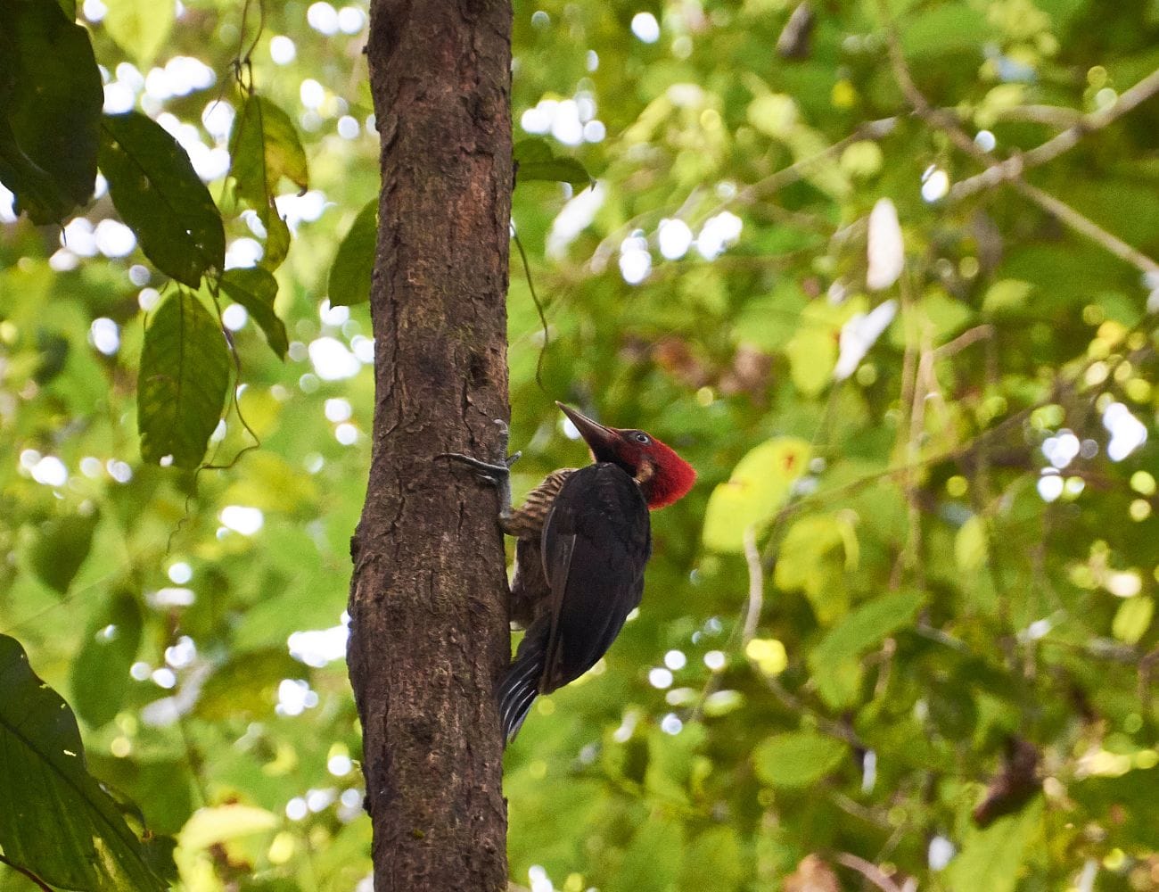 Corcovado National Park