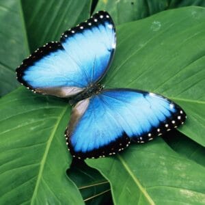 World Happiness Report 2026