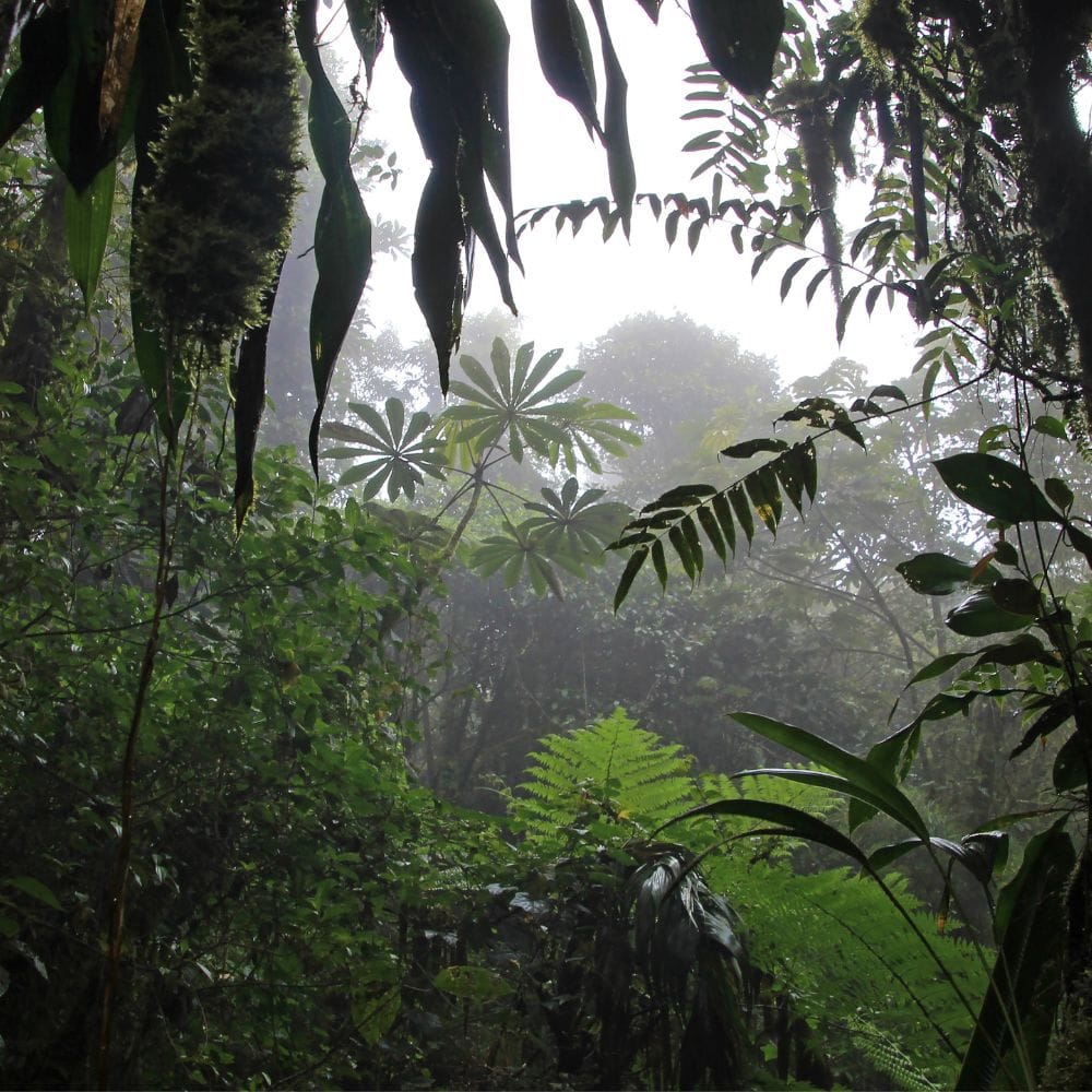 Where is Manuel Antonio | Costa Rica Best Itinerary