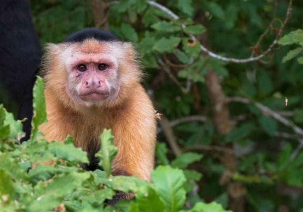 Wildlife in Costa Rica