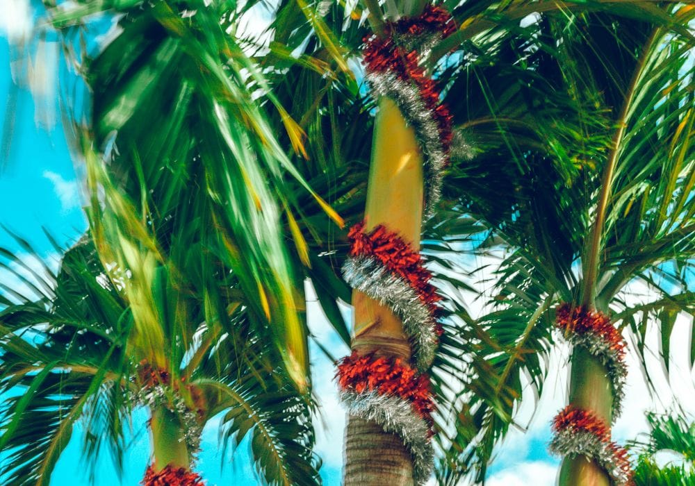 Christmas in Costa Rica