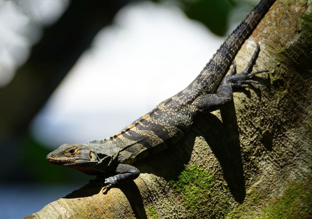Wildlife in Costa Rica