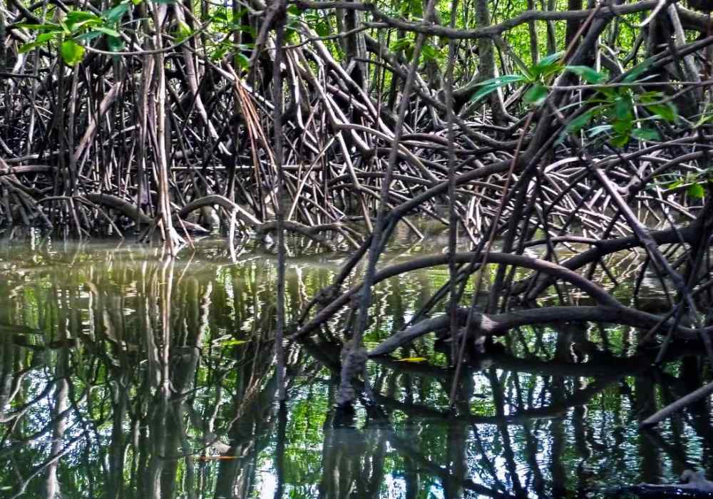 Guided tours in Manuel Antonio