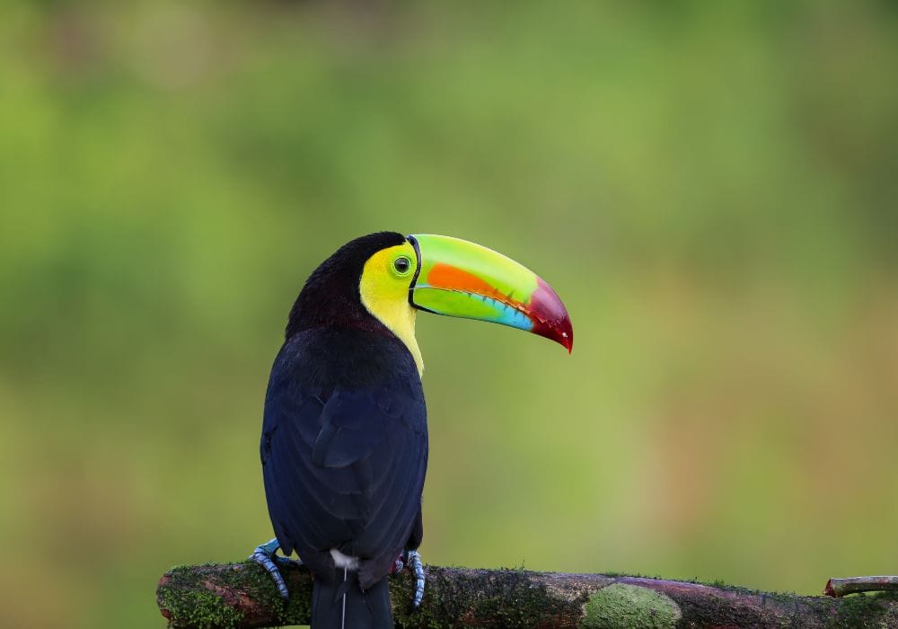 Wildlife in Costa Rica