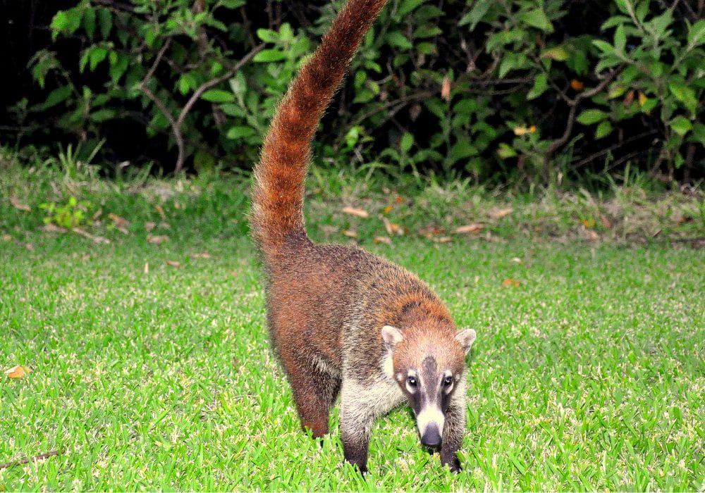 Wildlife in Costa Rica
