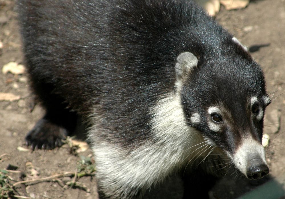 Wildlife in Costa Rica