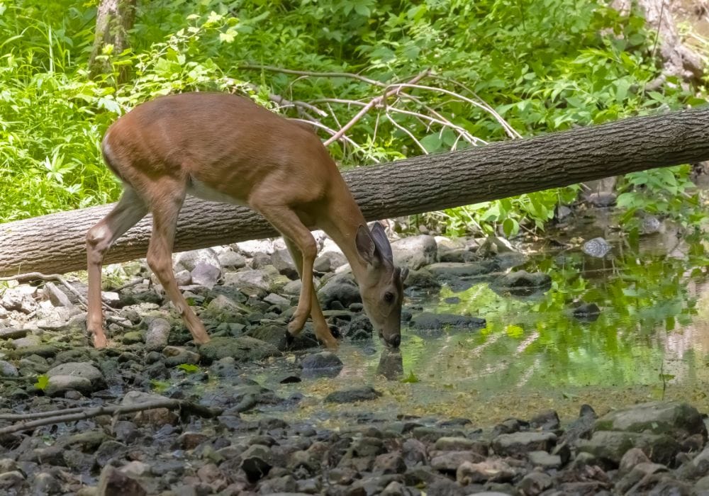Wildlife in Costa Rica