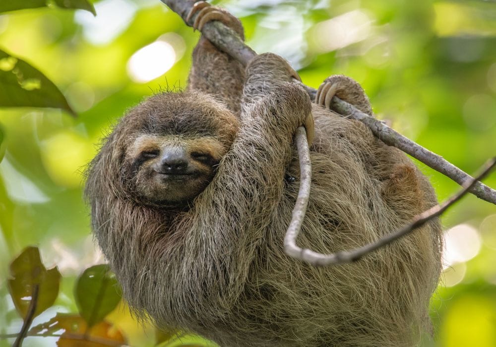 Wildlife in Costa Rica