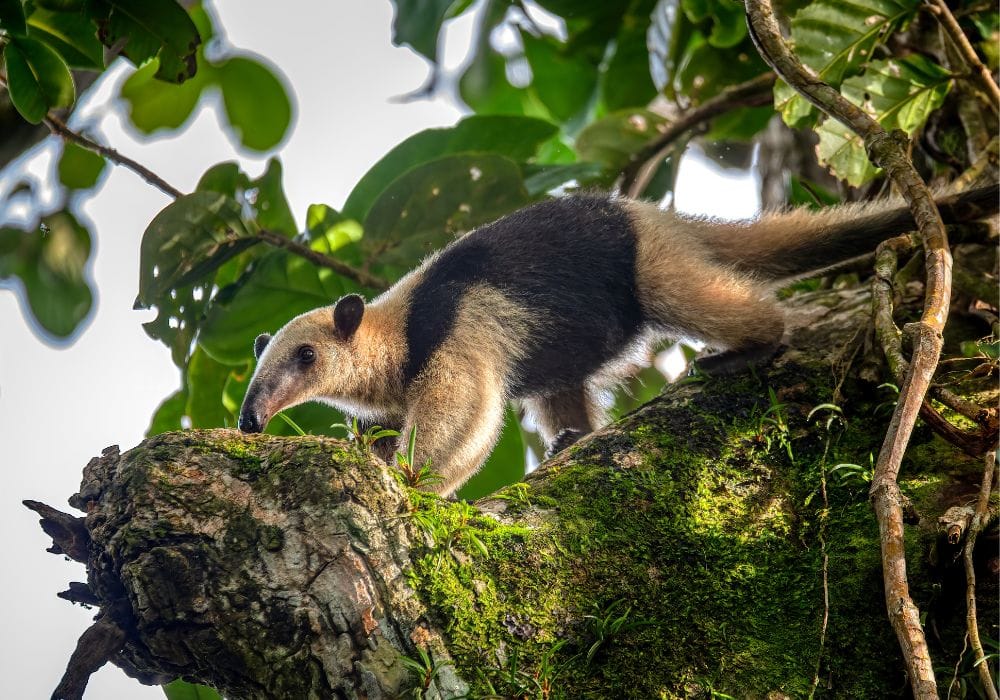 Corcovado National Park 