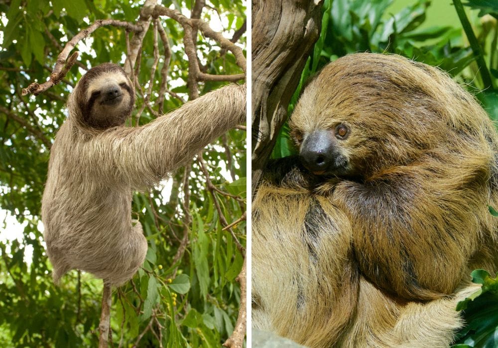 Corcovado National Park
