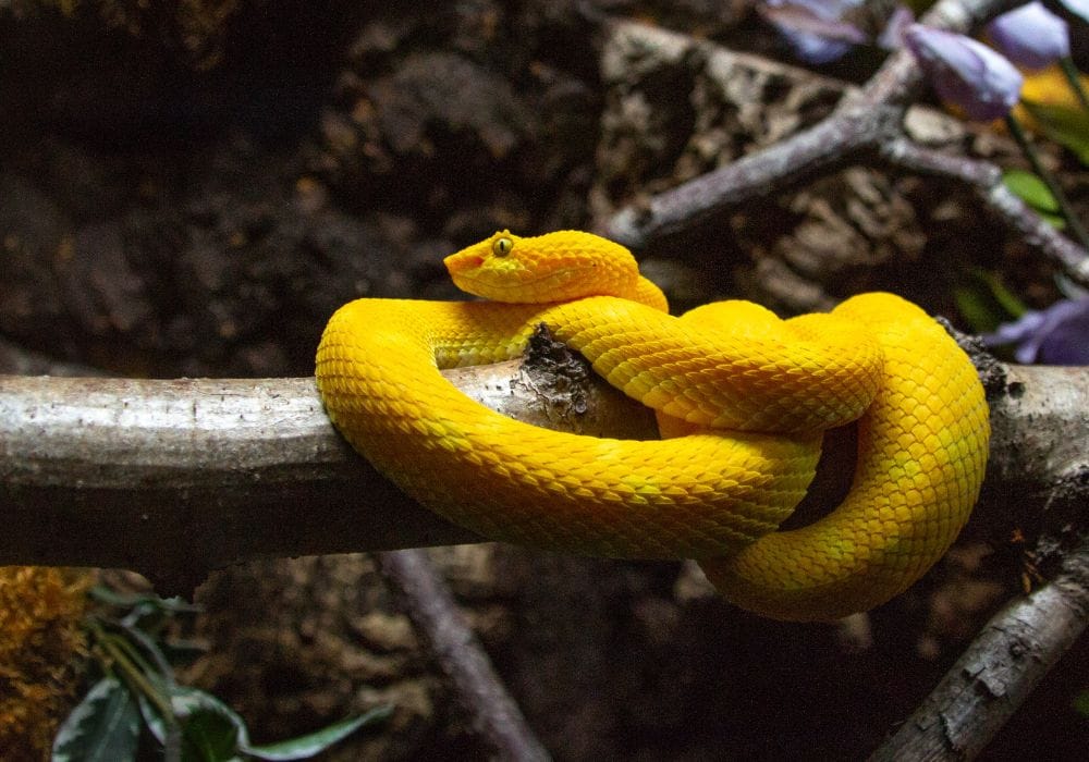 Vida salvaje del Parque Nacional de Corcovado  