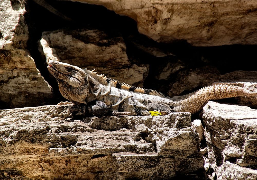 Vida salvaje del Parque Nacional de Corcovado  