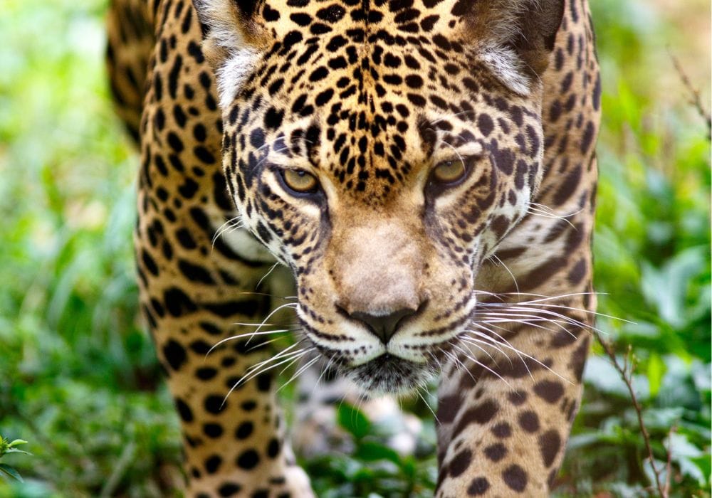 Vida salvaje del Parque Nacional de Corcovado  