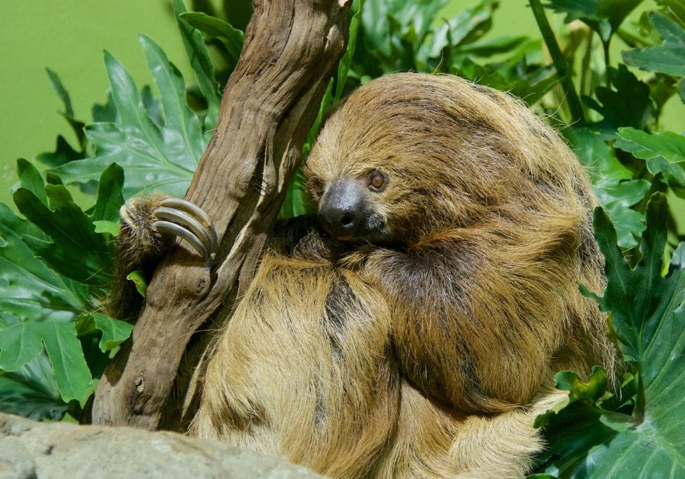Vida salvaje del Parque Nacional de Corcovado  