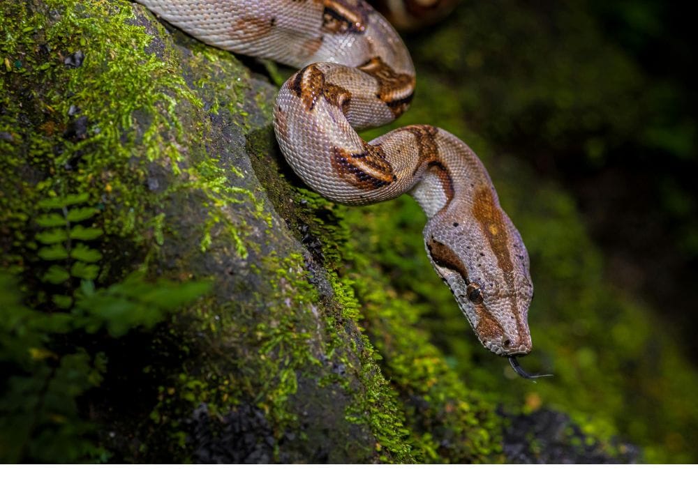 Fauna del Parque Nacional de Corcovado  
