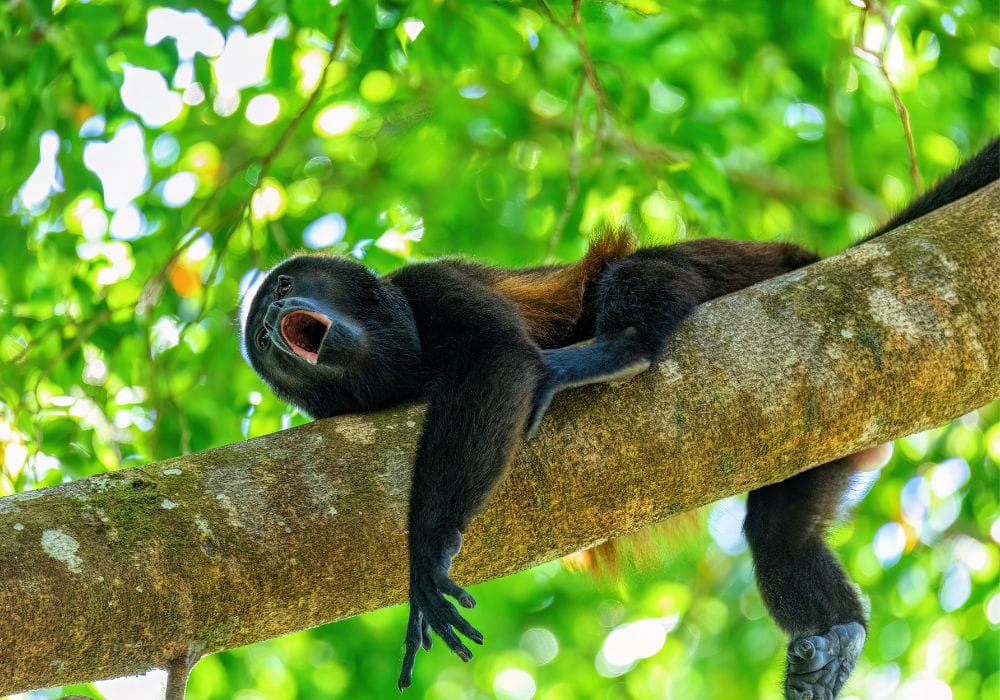 Vida salvaje del Parque Nacional de Corcovado  