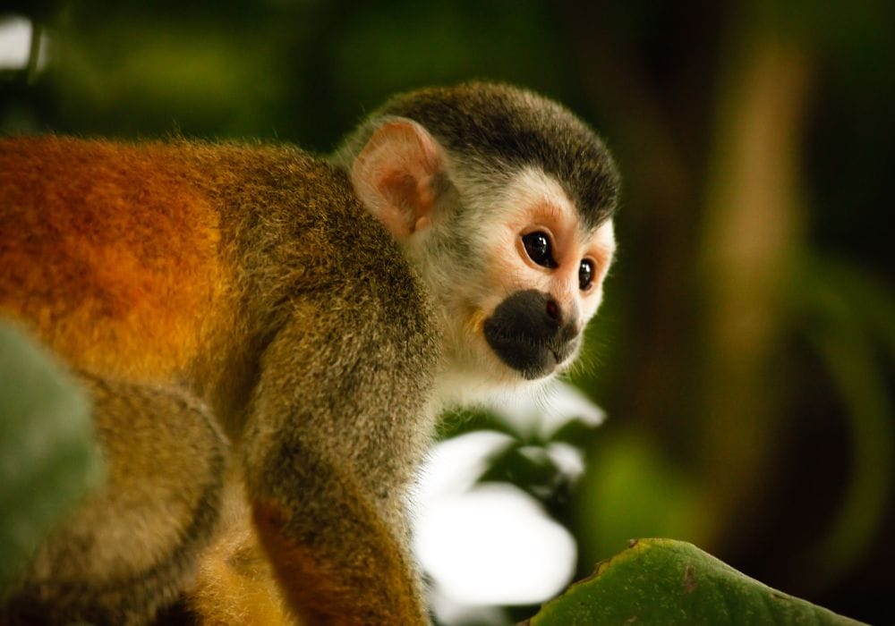 Vida salvaje del Parque Nacional de Corcovado  