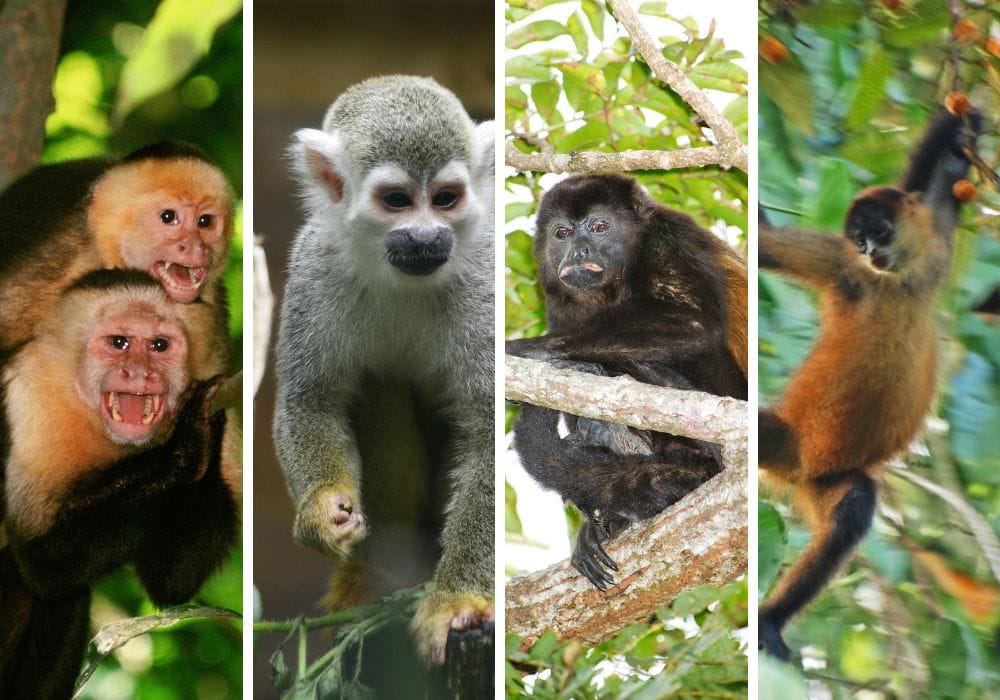 Vida salvaje del Parque Nacional de Corcovado  