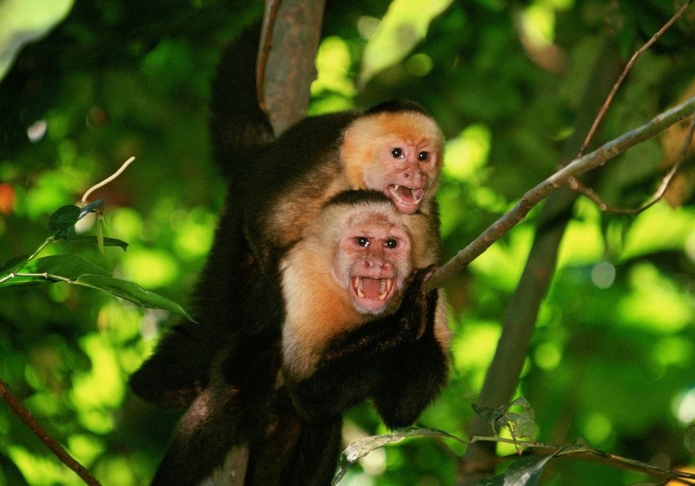 Vida salvaje del Parque Nacional de Corcovado  