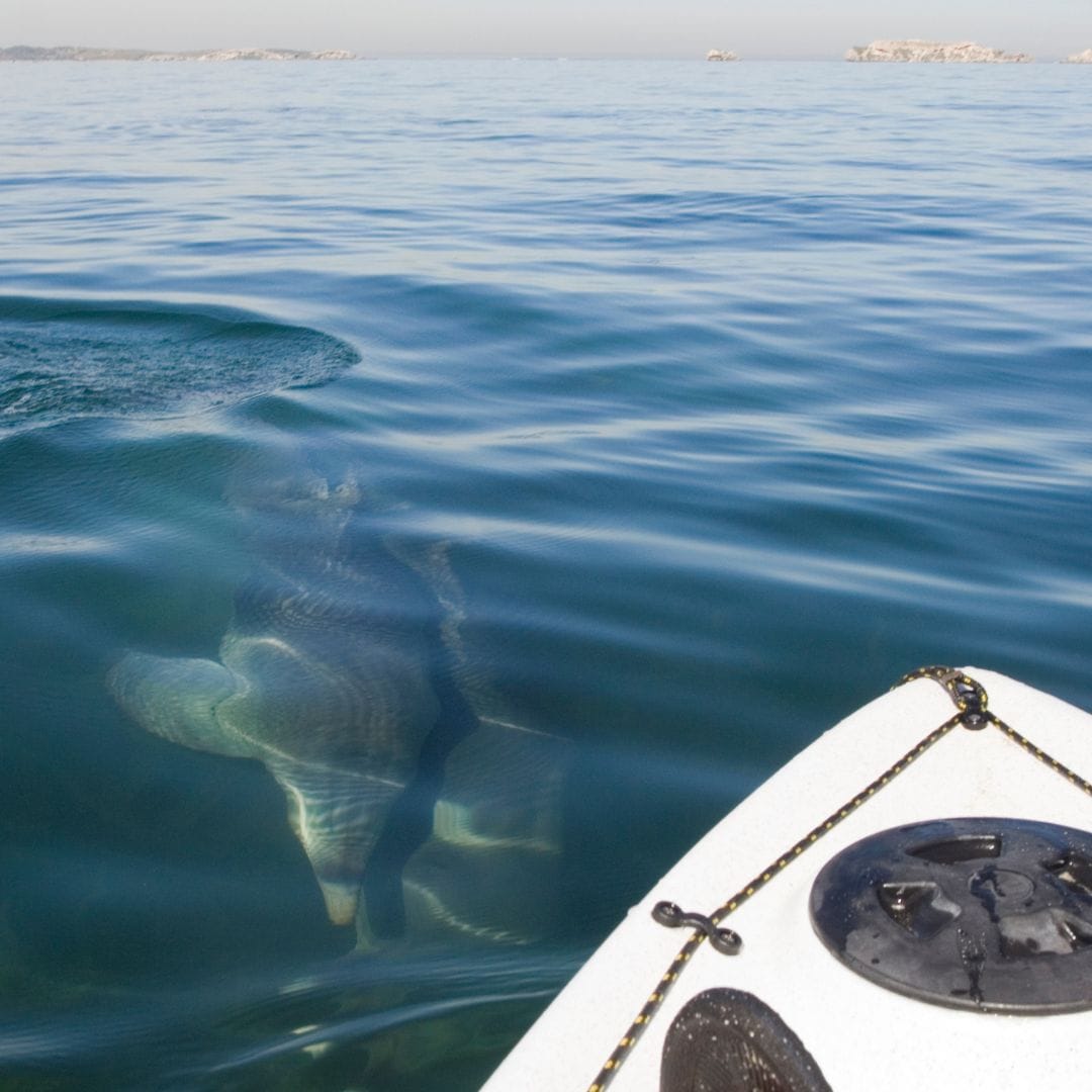 Sea Kayaking Tour in Manuel Antonio