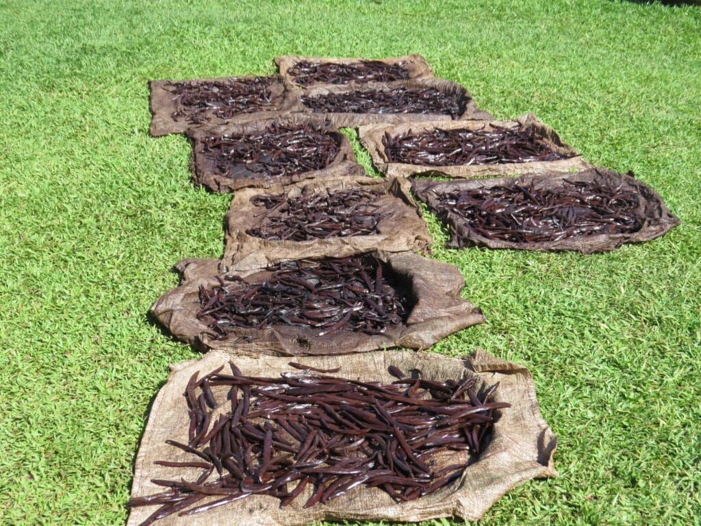 Vanilla Plantation Experience in Costa Rica